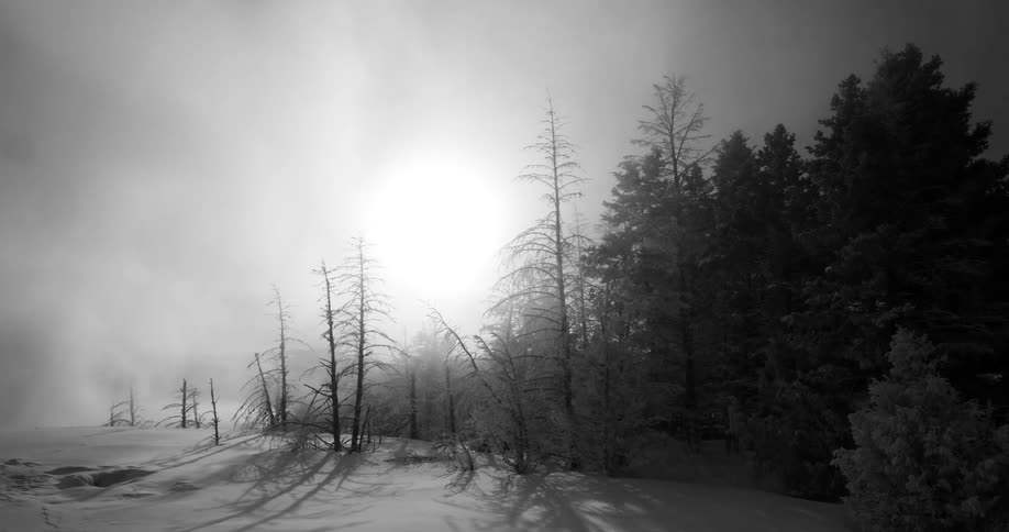 Black and white view of snowy forest and path in winter storm