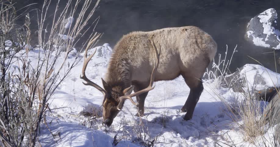 Elk grazes through snow on riverbank