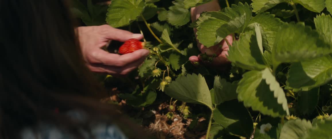 Person picks strawberry as another watches