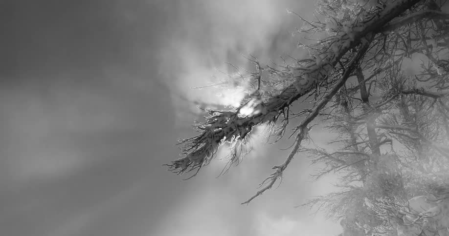 Sunlight reflecting on the mist around tree branches covered in snow