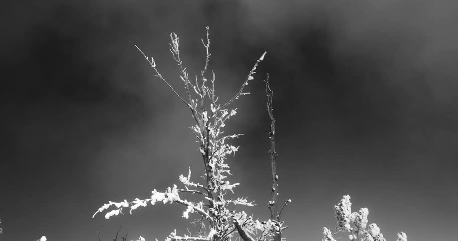 Clouds passing over a tree covered in frost