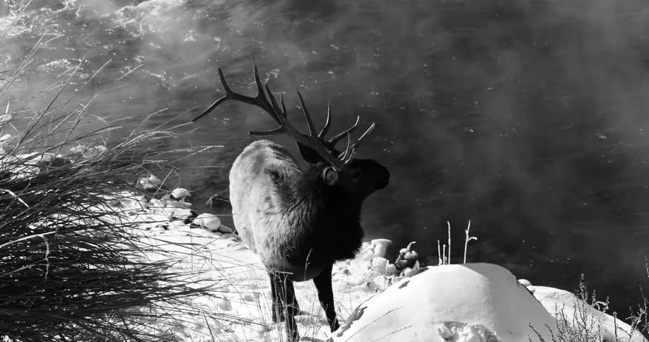 A deer eating grass while standing in the snow next to a river