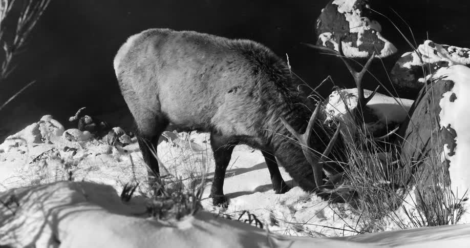 Elk grazing on vegetation in the snow at night
