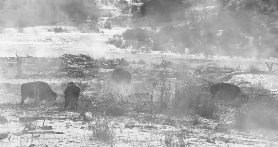 Several bison are grazing in a snow covered field