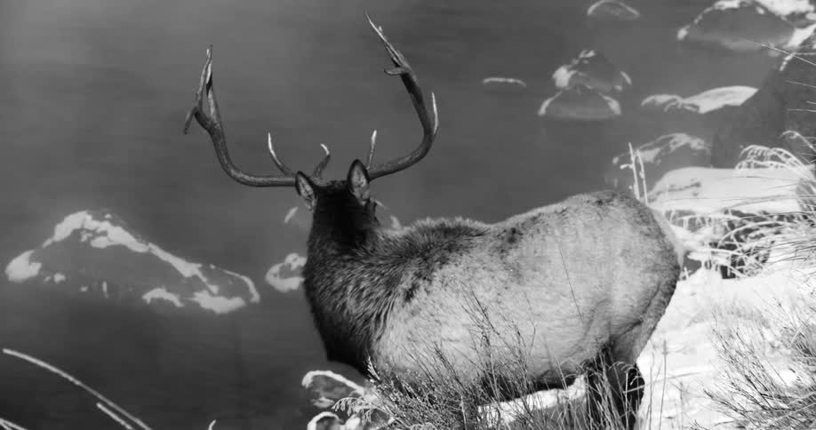 A deer is looking around by the water