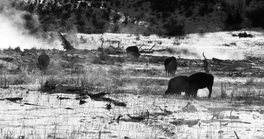 Bison herd grazes in snow covered field near snow covered forest and mountain