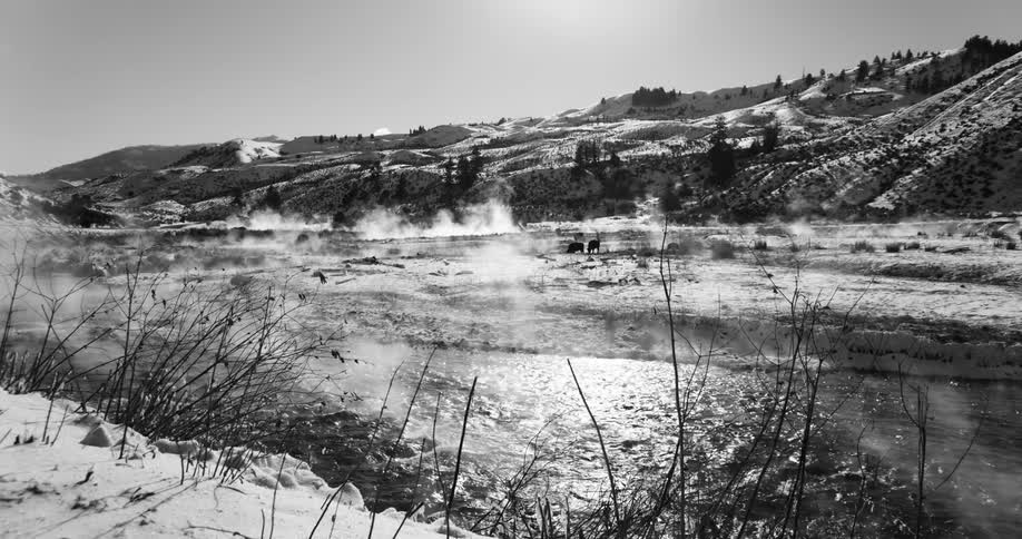 Animals graze in the snow near a stream