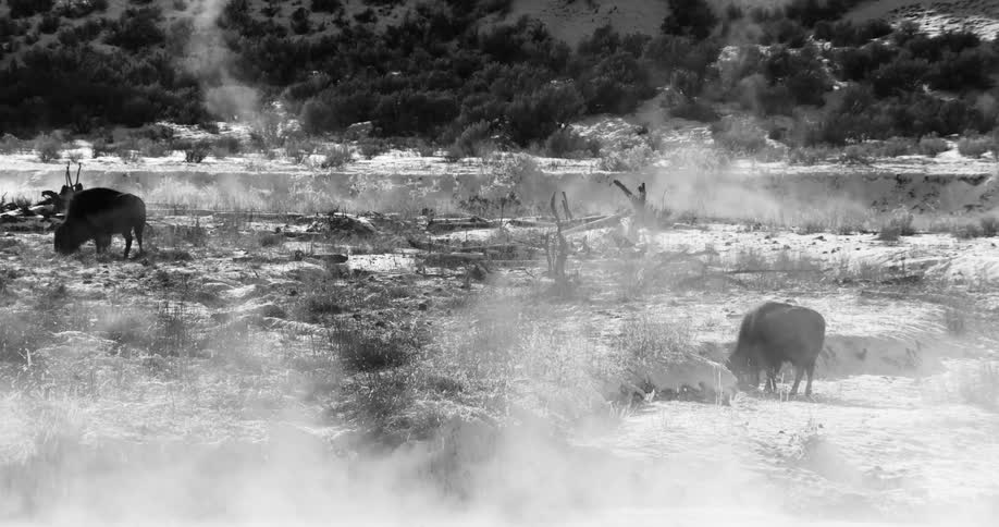 Some mammals are grazing as steam rises around them