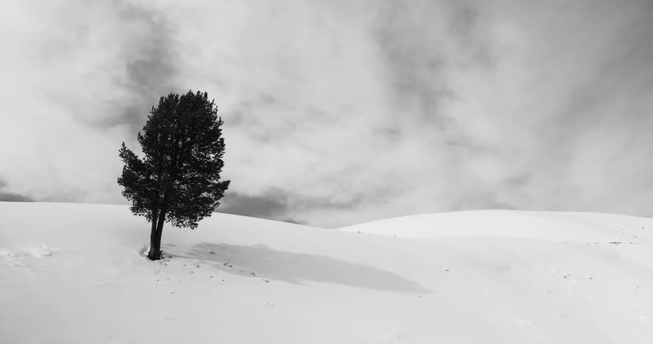 A single tree sits on snow covered ground