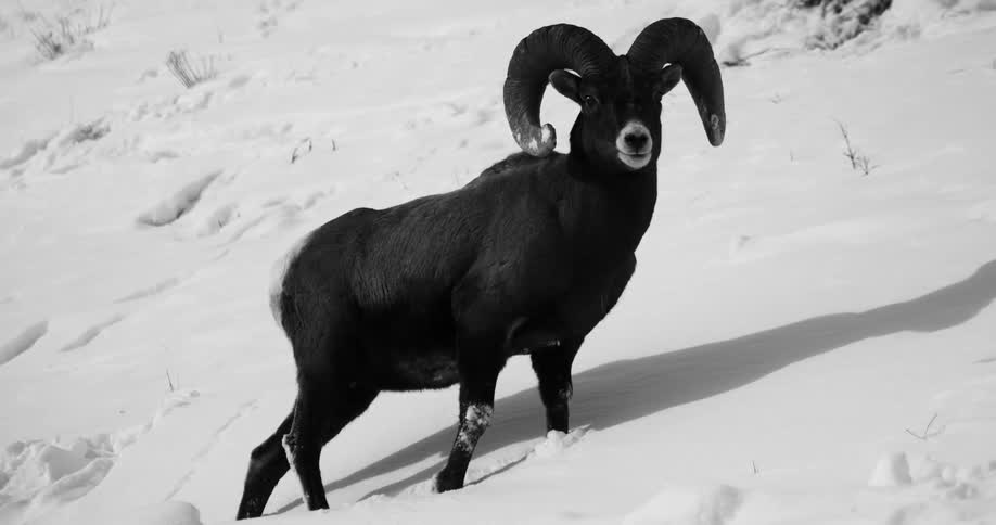 Bighorn sheep walking up snow covered hill in black and white