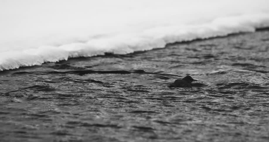 A bird pops up the surface near the ice then flips and dives back down
