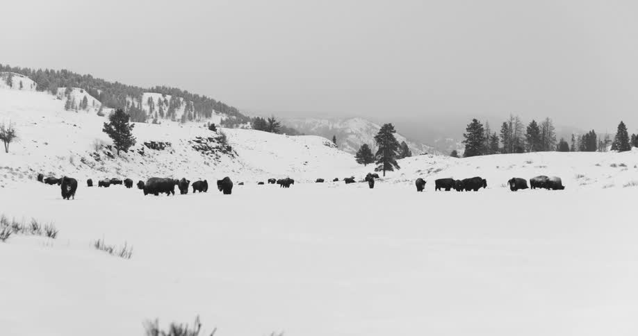Animals are in their natural habitat during winter