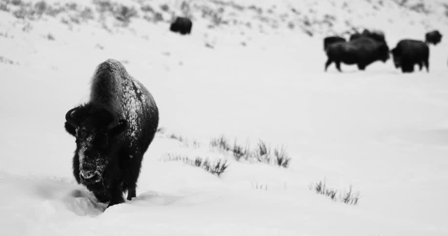 Buffalo or bison walks on the snow in the plains near a herd