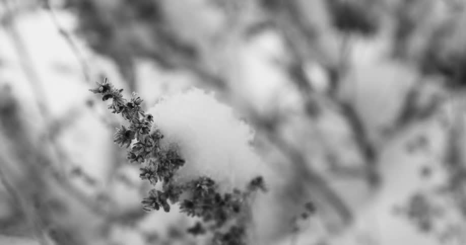 Lump of fresh snows over the branch of a bush in the winter