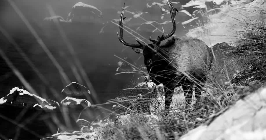 A moose is outside in its natural habitat