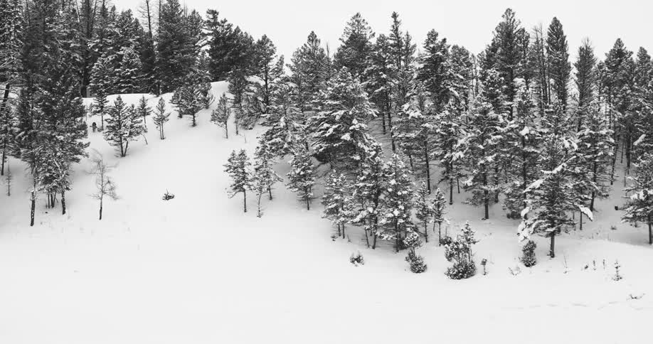 Person in full winter gear skies down a snow covered hill between the pine trees