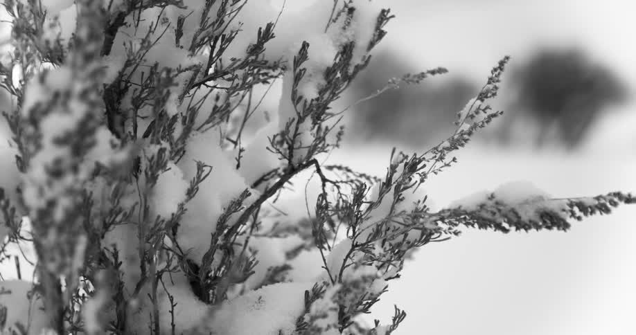 The bush near the field is covered with snow
