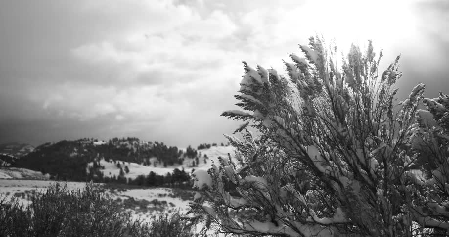 A tree covered in snow in the foreground with trees and hills and the sky in the background
