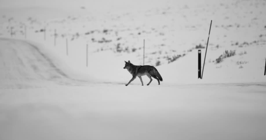 A wolf crossing the street covered in snow with a fence and a snowy field in the background