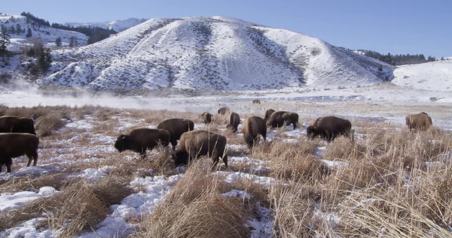 Herd of buffalo grazing on a lightly snowy field near the mountains