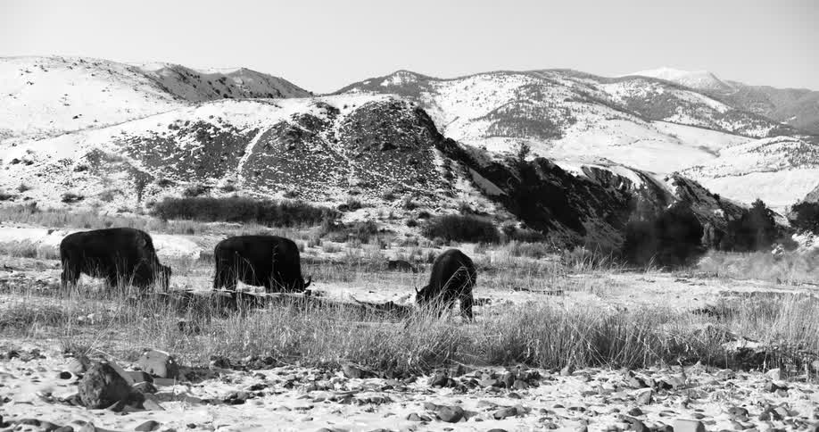 Bison or buffalo grazing on the snow covered plains near the hills