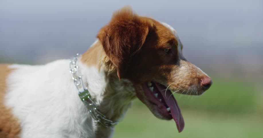 A panting dog being scratched and petted while standing outdoors
