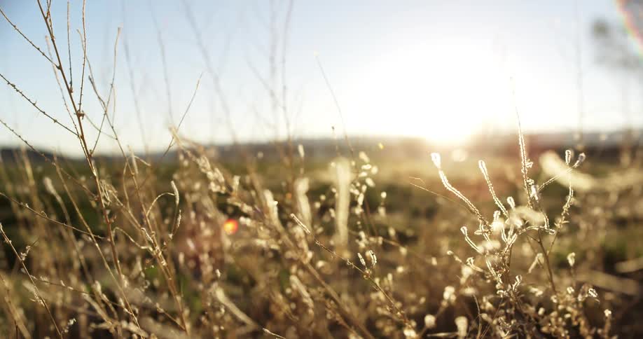 The sun rises on the tall grass