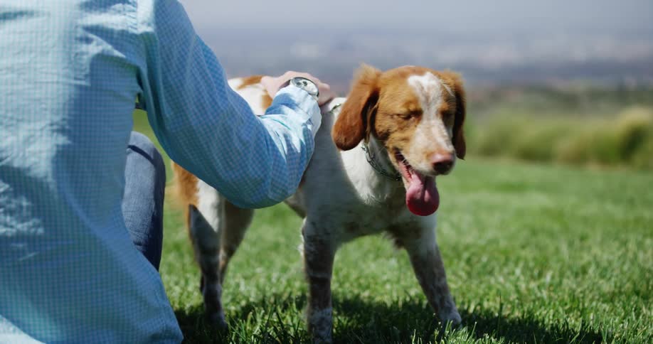 A woman sitting on the grass pets her dog