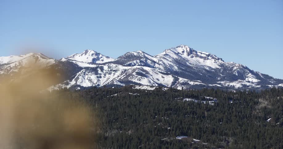 Landscape of a forest in front of snow covered mountains