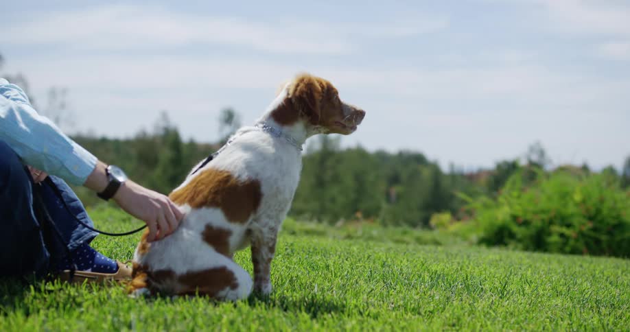 A man pets his dog in a rural grass setting