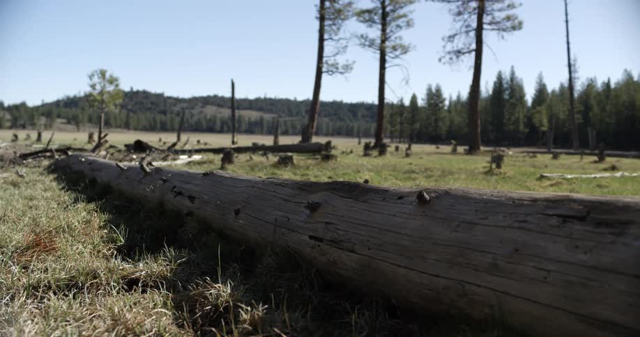A log laying on a grassy field with trees and the sky in the background