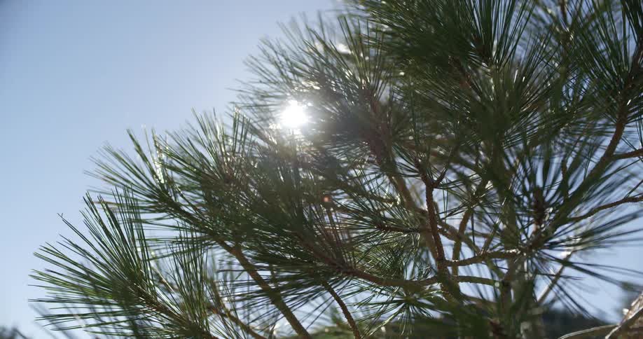 Sunlight filters through the branches and needles of a pine tree in a clear day