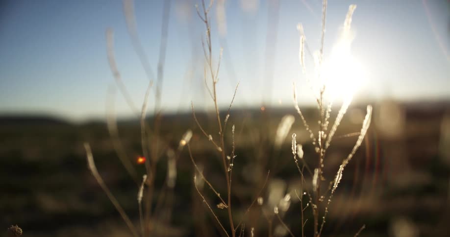 Dead plants are illuminated in the morning sun