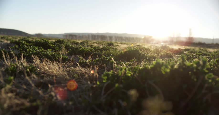 The sun is rising over the green field
