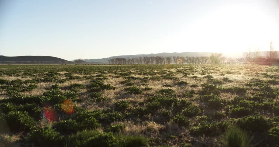 The sun is rising over the long field