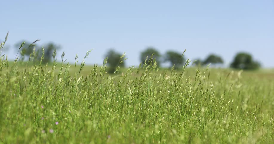 Stalks of grass in a grassland sway gentle in the wind