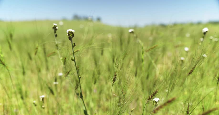 Small white wildflowers in wheat field