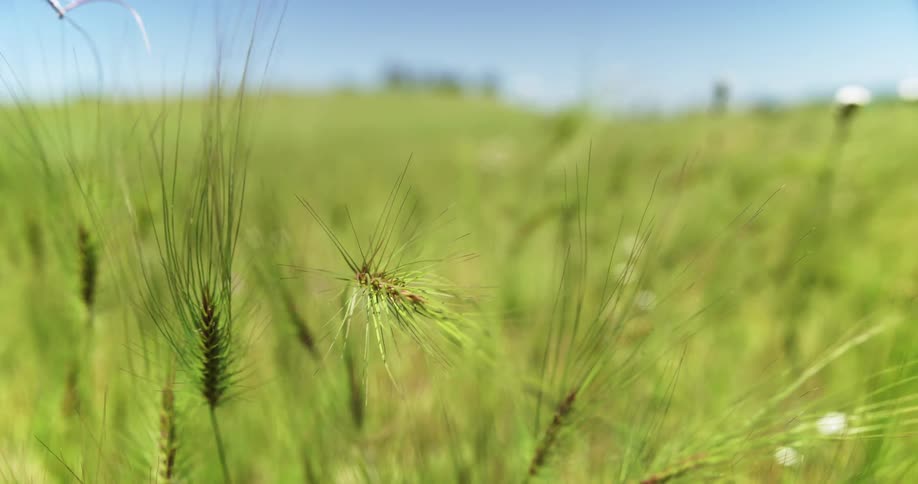 Tall reeds and small white flowers grow in a field