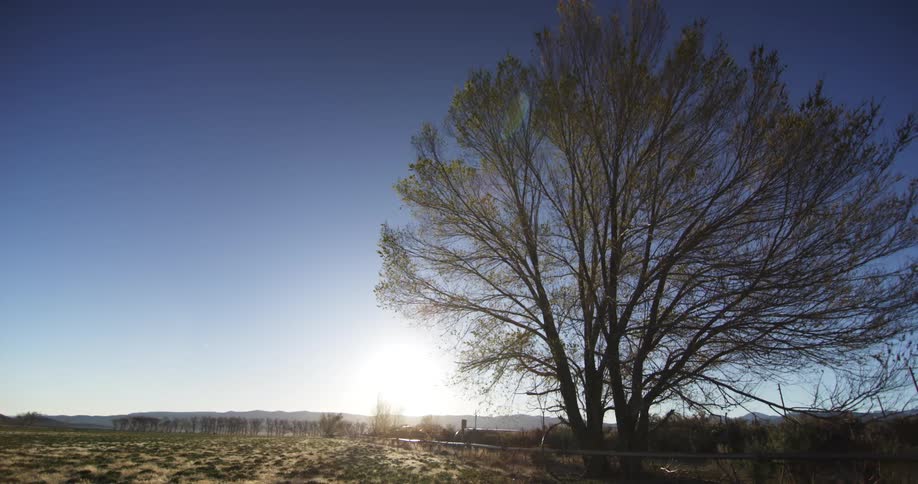The sun shines in a blue sky behind a tree and field with a pipe rail running through it