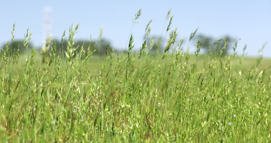 Grass and wheat in a field and a bird flying above