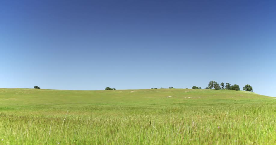 Green grass in a prairie under a blue sky