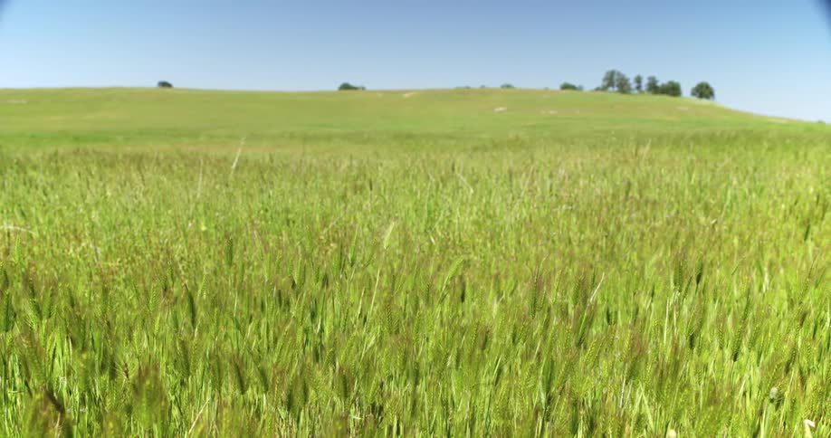 Tall grass in field under blue sky