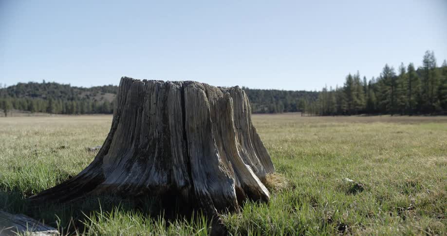 A forest area is displayed during midday