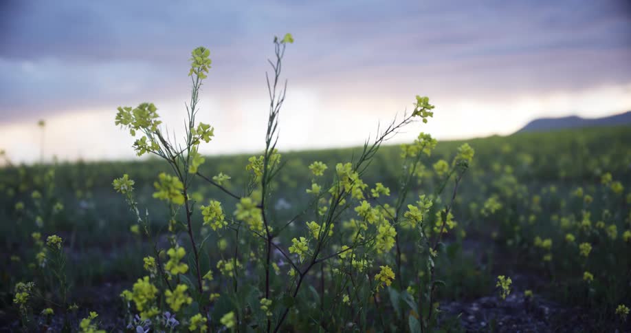 Wild yellow flowers in a prairie at sunset
