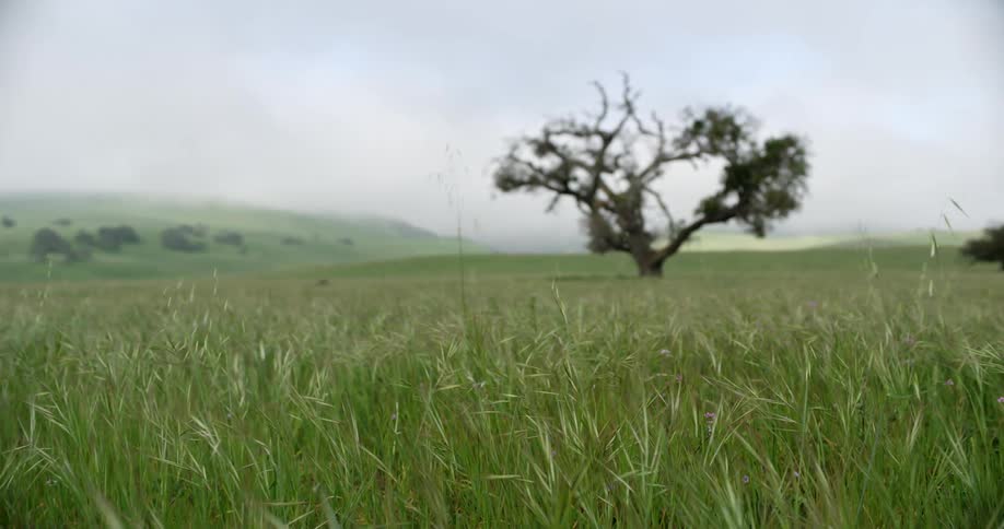 Old twisted tree standing alone in middle of field of tall grass
