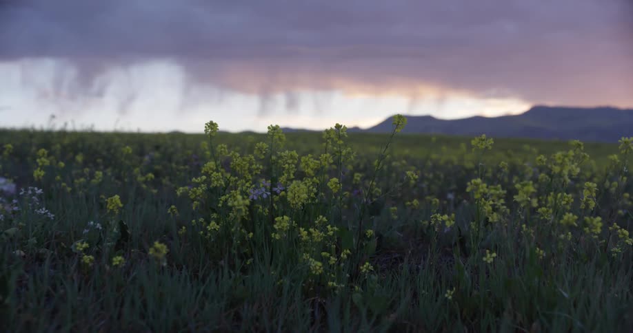 Yellow flowers line the field