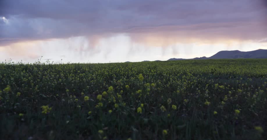 Field of yellow flowers and storm clouds in the distance