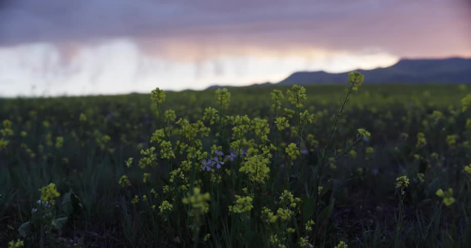 Small purple and green flowers in a field near a canyon