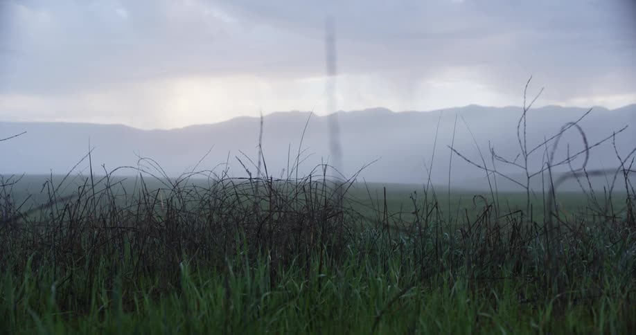The field is full of tall green grass