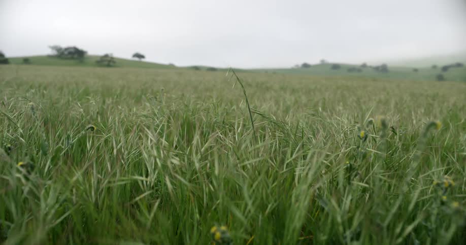 A vast grasslands with hills in the distance on a cloudy day